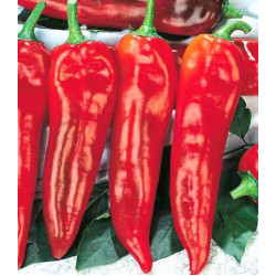 Перец острый Пламя дракона