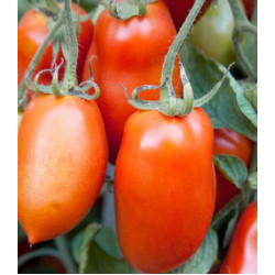 Томат Сибирский сюрприз