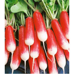 Редис Аврора