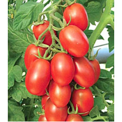 Томат Сахарная слива красная