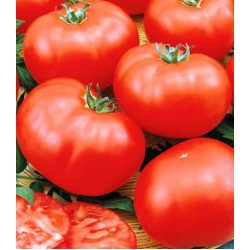 Томат Сибирский спринтер