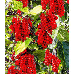 Лимонник китайский Восторг