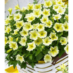 Петуния грандифлора Софистика Лайм F1