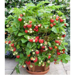 Земляника ампельная ремонтантная Искушение