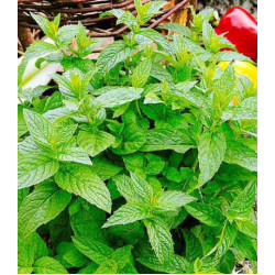 Мята садовая Ментол