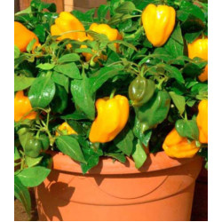 Перец сладкий Бэйби Йеллоу F1