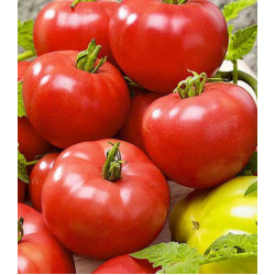 Томат Василина