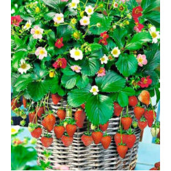 Клубника ремонтантная Остров сокровищ F1