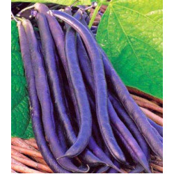 Фасоль овощная Румба