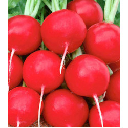 Редис Краса Алтая