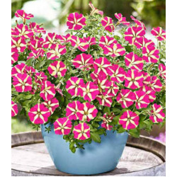 Петуния грандифлора Ультра Розовая звезда F1