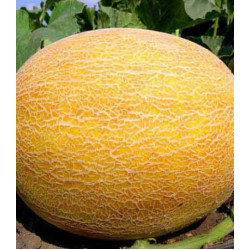 Дыня Сладкое чудо
