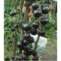 Томат Черная Гроздь F1