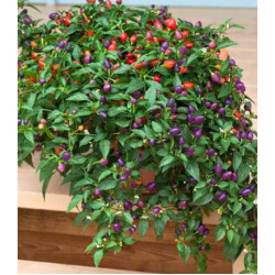 Перец кустарниковый Локо F1