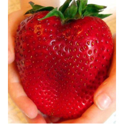 Клубника Гигант русский F1