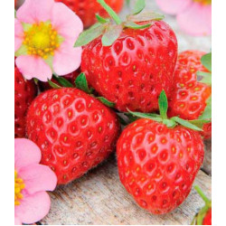 Клубника ремонтантная Флориан F1