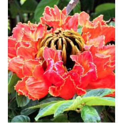 Спатодея Африканское тюльпанное дерево