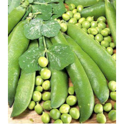 Горох Чудо-лопатка