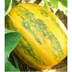 Тыква Дачная