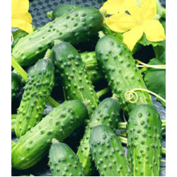 Огурец Алтайский корнишон