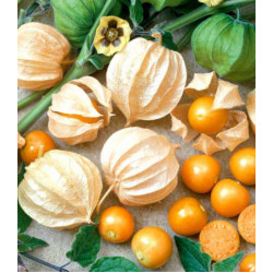 Физалис сахарный Изюмчик