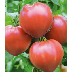 Томат Алтайская заря