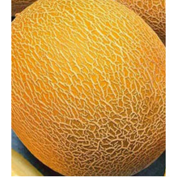 Дыня Алтайская