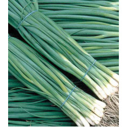 Лук на зелень Шашлычный