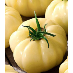 Томат Сахар белый