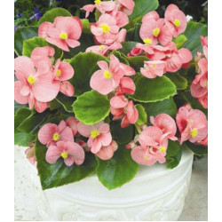 Бегония вечноцветущая Амбассадор Пинк F1