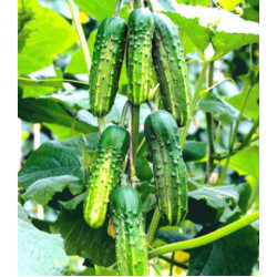 Огурец Атлет F1