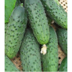 Огурец Армейский F1