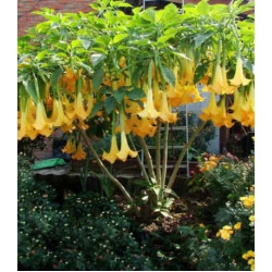 Бругмансия Аромагия желтая