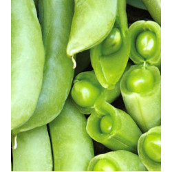 Горох спаржевый Суперсахарный