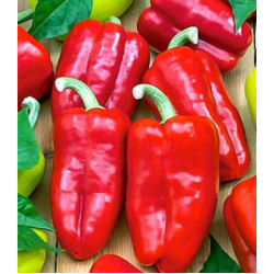 Перец сладкий Кавалер