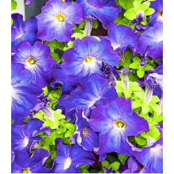 Петуния крупноцветковая Синее утро F1