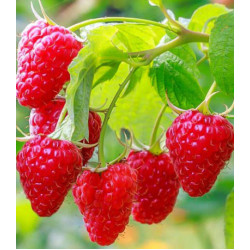 Малина Сладкая ягодка