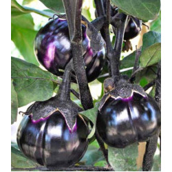 Баклажан Трюфель F1