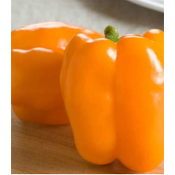 Перец сладкий Оранжевый бык