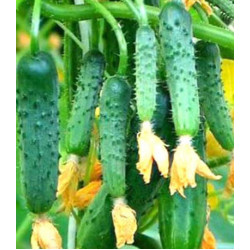 Огурец Сибирский экспресс F1
