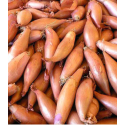 Лук шалот Деликатес