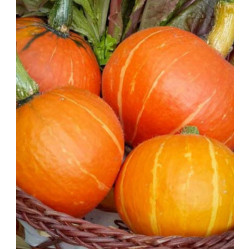 Земляника Вкуснятина F1