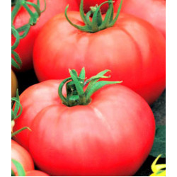 Томат Алтайский богатырь