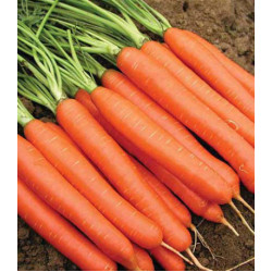 Морковь Красный великан