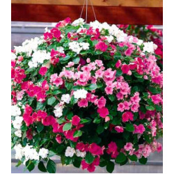 Бальзамин ново-гвинейский Дивайн Мистик F1