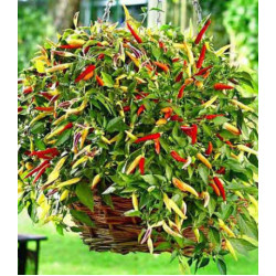 Перец кустарниковый Корзина пламени F1