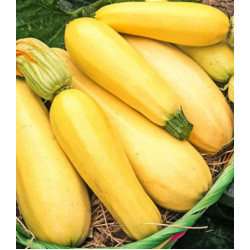 Кабачок Северный вариант