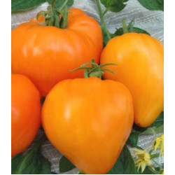 Томат Алтайский мёд