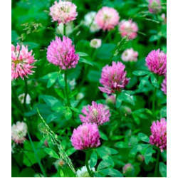 Клевер розовый