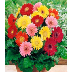 Гербера Фестиваль Мини
